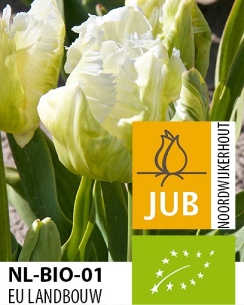 BIO Tulip White Rebel